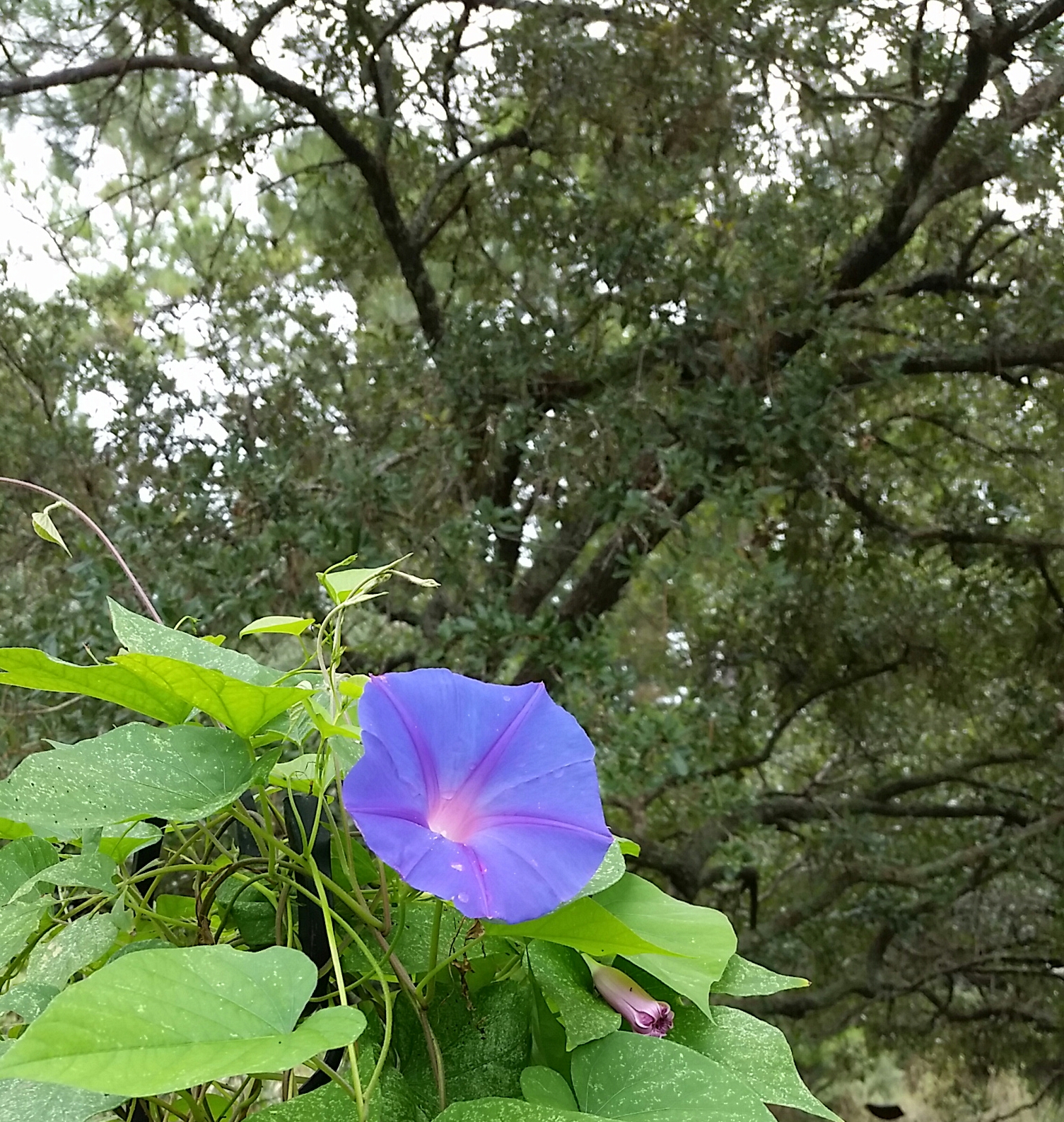 Gallimaufry Garden